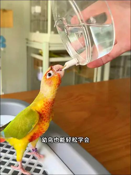 鹦鹉开饮水器喝水,鹦鹉开饮水器喝水好吗