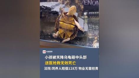 小孩被天降乌龟砸死,被天上掉下来的乌龟砸死的人
